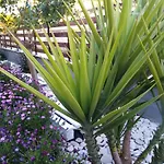 Sofia's Garden *