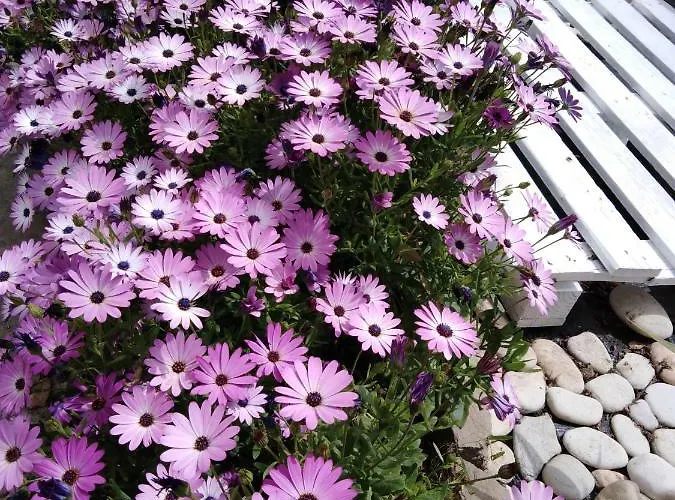 Sofia's Garden Apartman *