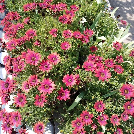 Sofia's Garden アパート *