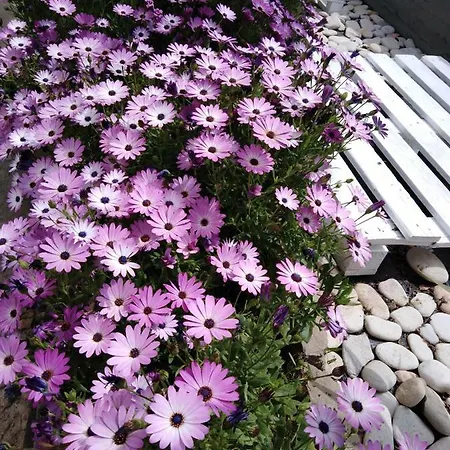 Sofia's Garden Apartamento *