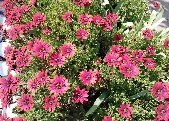 Sofia's Garden Apartament *